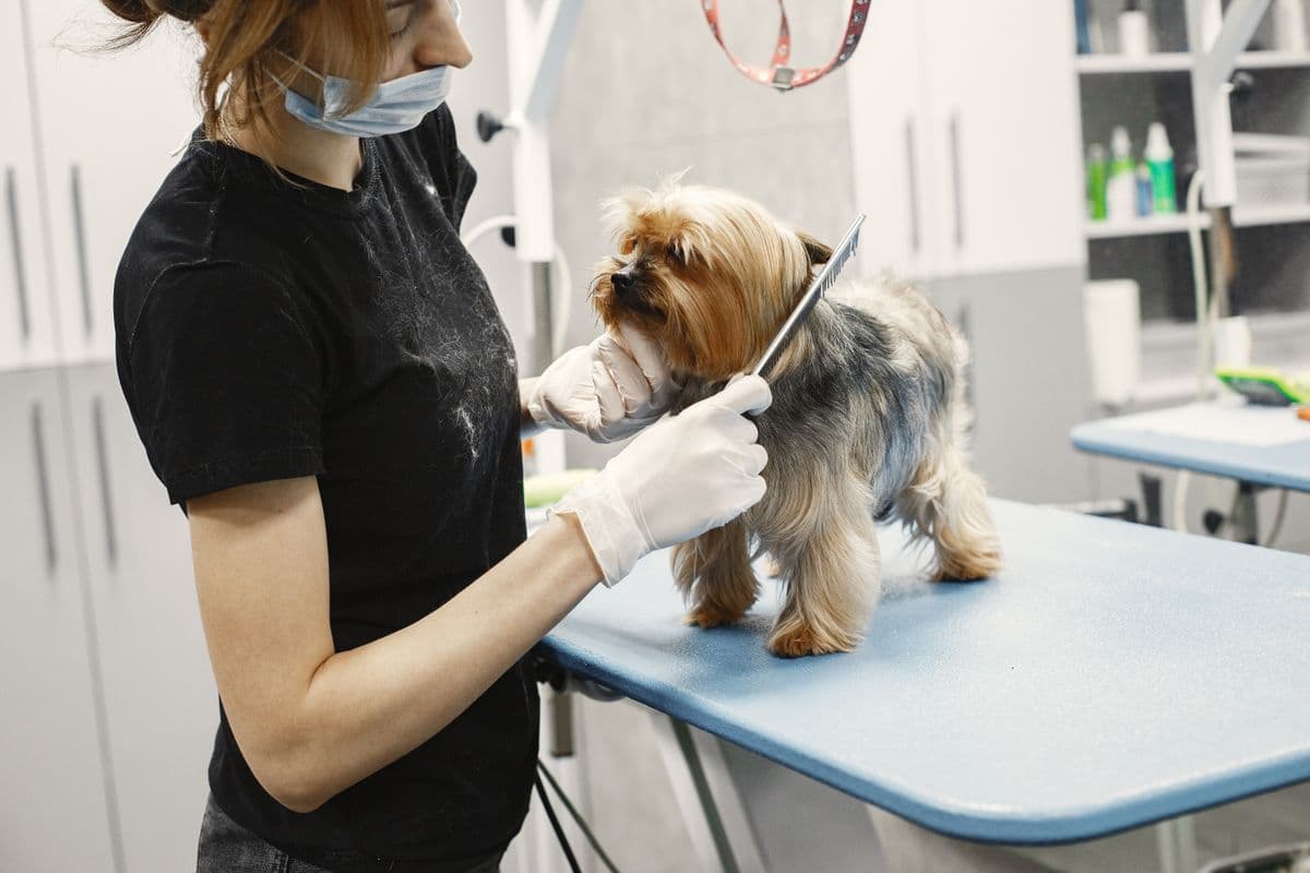 Peluquería de mascotas